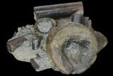 Fossil Belemnites (Paxillosus) With Icthyosaur Vert - Germany #129407-1